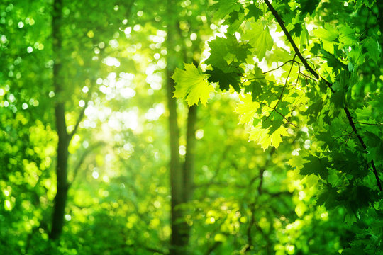 Green leaves on maple tree branches on blurred sunny forest background close up, lush foliage soft focus, beautiful summer day wood landscape, mysterious forest with sun glow, morning sunlight nature