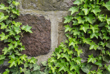 ivy on a old stone wall