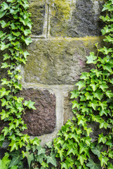 Fototapeta na wymiar ivy growing on a wall