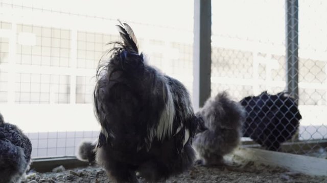 black hens and a rooster in an aviary on a farm. raising chickens on a farm