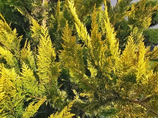 Yellow-green leaf texture of Western thuja. Thuja occidentalis Aurea. Evergreen landscape garden. Close-up. 