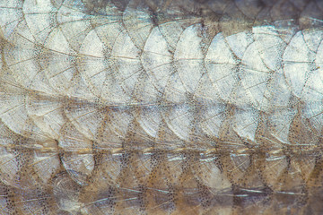 Fish scales texture.Top view , background . © Denis