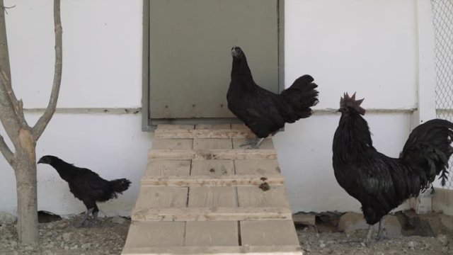 black hens and a rooster in an aviary on a farm. raising chickens on a farm