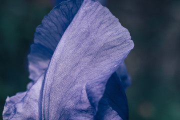 Close up iris flower outdoors, blue iris flower in the garden background..