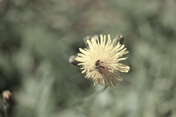 Abeille sur une fleur de pissenlit 
