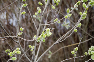 Branches of a blossoming willow against the background of the forest