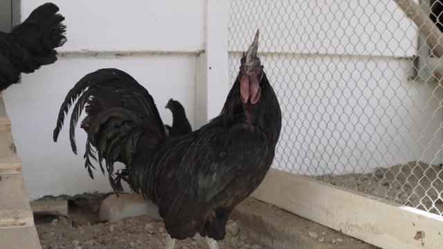 black hens and a rooster in an aviary on a farm. raising chickens on a farm