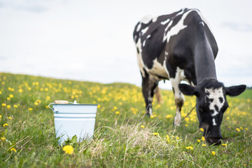 Milking a cow in a bucket on a pasture farm. Focus on the milk bucket.