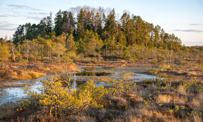 Colorful evening and sunset over the bog lake, crystal clear lake and bog in the evening, reflections on the water. Pine in the background.