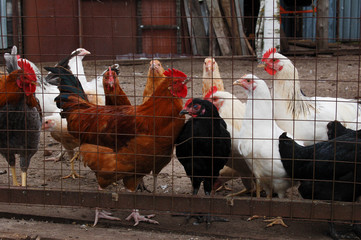 cock and hens
