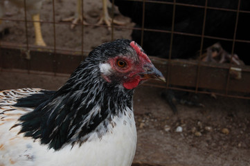 hen