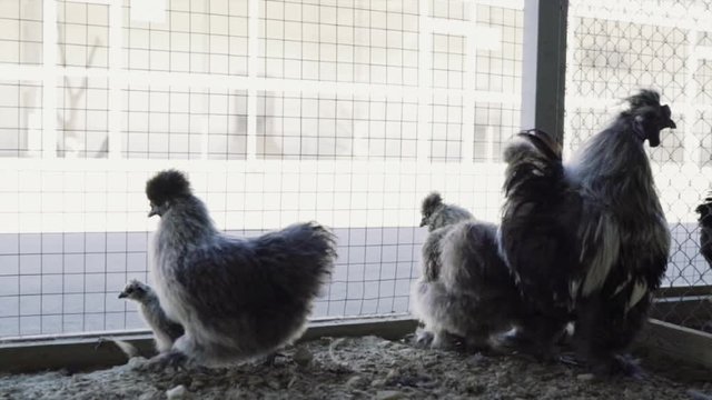 black hens and a rooster in an aviary on a farm. raising chickens on a farm