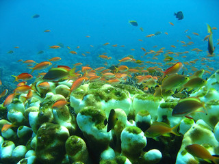 Naklejka na ściany i meble coral reef and fish underwater, scuba diving