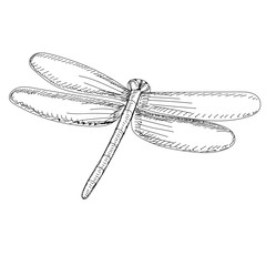 vector, on a white background, sketch, line dragonfly, insect, contour