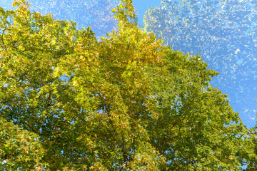 Fototapeta premium Double exposure of tall green trees overlaying each other against blue sky