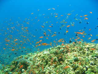 Obraz na płótnie Canvas coral reef and fish underwater, scuba diving