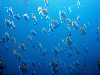 Fototapeta na wymiar school of fish underwater, diving