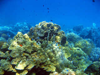 Plakat coral reef and fish underwater, scuba diving