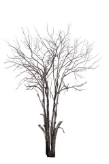 Fototapeta na wymiar Dead tree on the white background