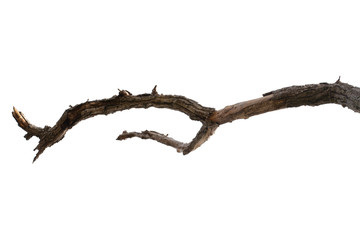 dead tree branch isolated on white background