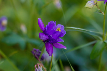 Violet flower on green foliage background