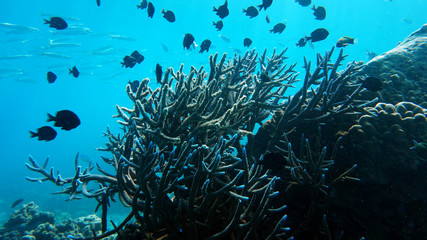 Fototapeta na wymiar coral reef and fish underwater, scuba diving