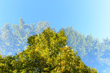 Fototapeta premium Double exposure of tall green trees overlaying each other against blue sky