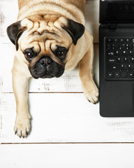 Cute biege pug lies near the laptop on a white background. Laptop top view. Work from home during...