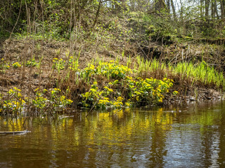 Plant with yellow petals.Group of Marsh Marigold (Caltha palustris) growing near a small river, spring blooms brightly