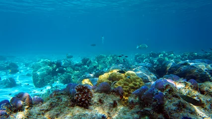 Foto op Aluminium koraalrif en vissen onder water, duiken © iwaart