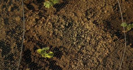 Feld Anbau Feldfrucht Pflanze