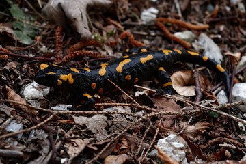 salamander in the forest
