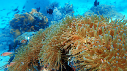 Fototapeta na wymiar anemone underwater, coral reef close up, scuba diving