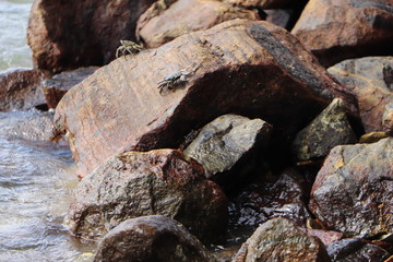 old stone wall, crabs 