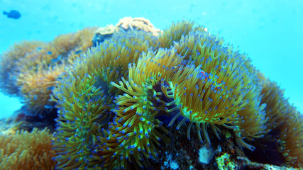 Naklejka na ściany i meble anemone underwater, coral reef close up, scuba diving