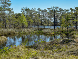 Fototapeta na wymiar landscape with a swamp in spring