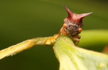 A small horned insect on a tree