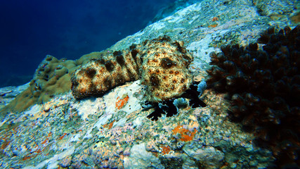 sea cucumber underwater, coral reef, scuba diving