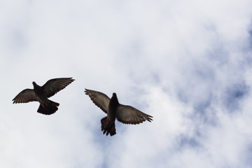 Pigeons.