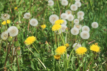 dandelions in the meadow