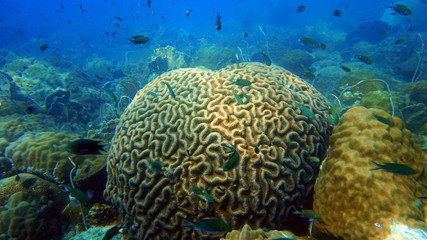 scuba diving, coral reef and fish underwater