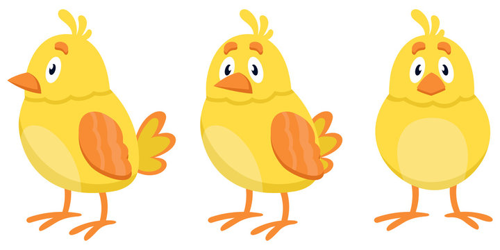 Chick in different poses. Farm animal in cartoon style.