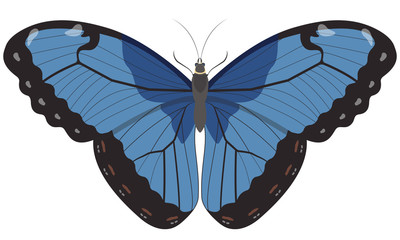 Blue Morpho butterfly. Beautiful insect in cartoon style.
