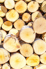 Birch woodpile laid out in several rows