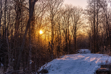 The rising spring sun turns the branches of trees and bushes Golden in the foreground the remnants of snow cover