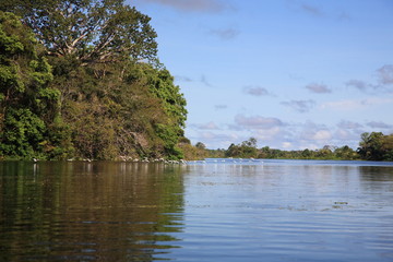 Landscape of egrets flying on Amazon Jungle river in Brazil