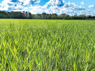 Natur; Landschaft; Blumen; Bäume; See; Weiher; Himmel; 
