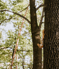 squirrel on tree