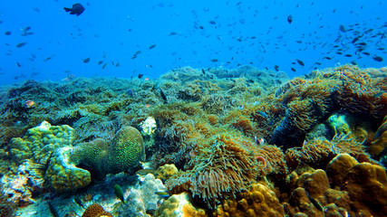coral reef and fish underwater, scuba diving
