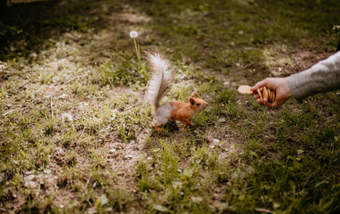 
hand feeds a squirrel with cookies